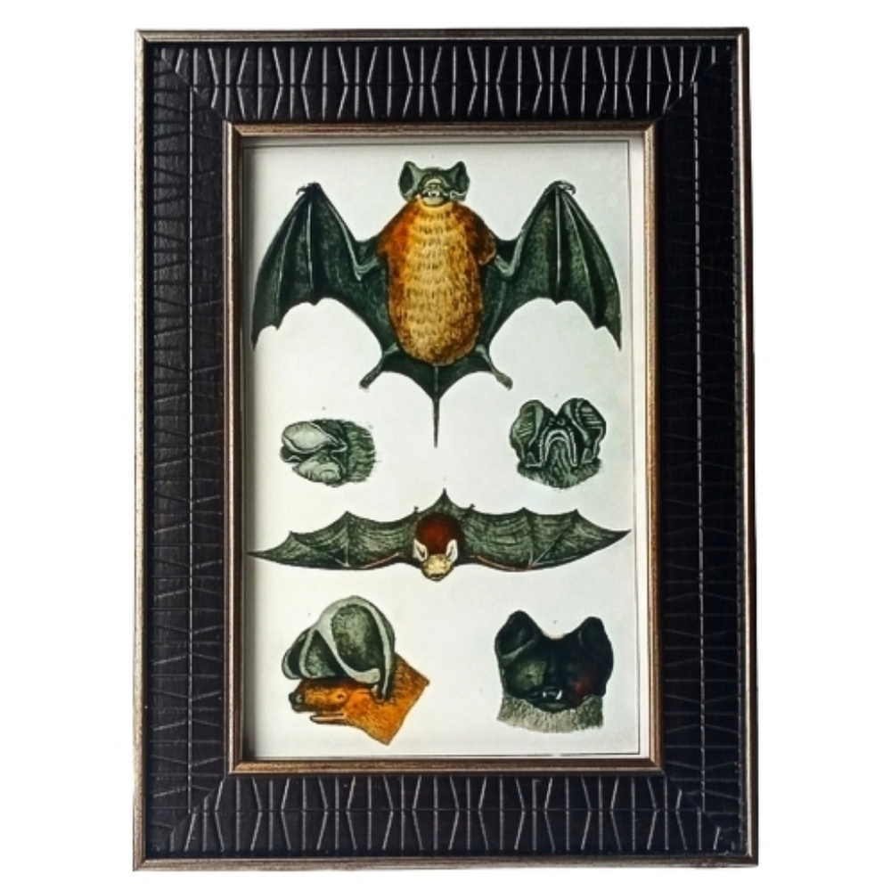 Vintage Bat Mammal Anatomy Gothic Witchy Halloween